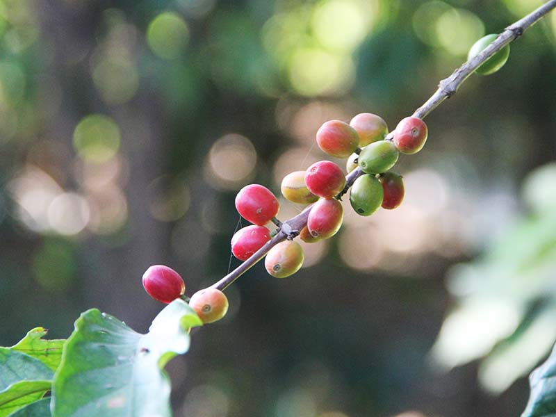 スタッフブログ ｜ Cafe Viola（カフェ ビオラ）